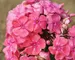 Phlox Dodo-H.-Forbes