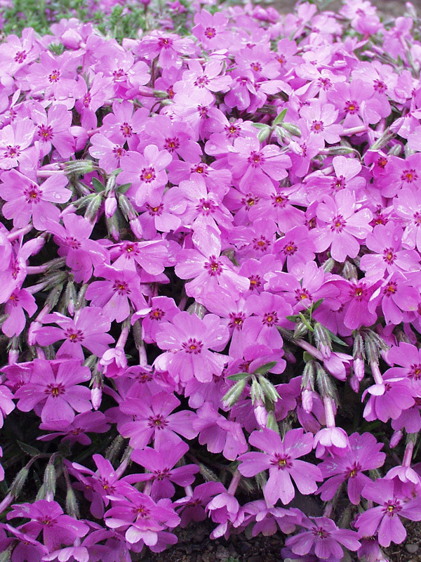 Phlox Arctic-Dark-Pink