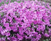 Phlox Arctic-Dark-Pink