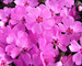 Phlox Arctic-Dark-Pink