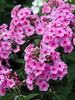 Phlox Eva-Cullum