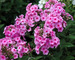 Phlox Eva-Cullum