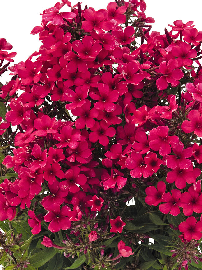 Phlox Early Red