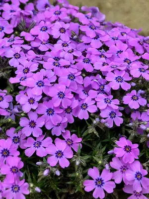 Link to Phlox Eye Shadow