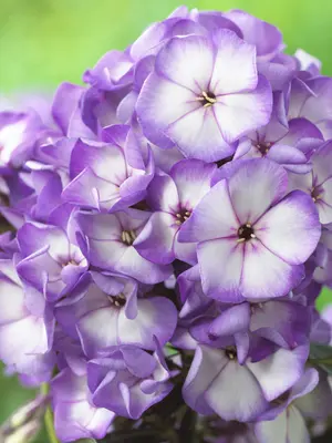 Link to Phlox Sweet Summer&reg; Fantasy&#153;