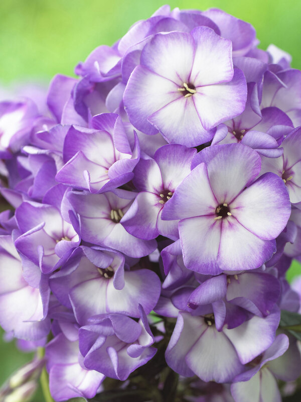 Phlox Sweet Summer Fantasy