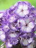 Phlox Sweet Summer Fantasy