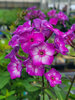 Phlox Sweet Summer Fantasy