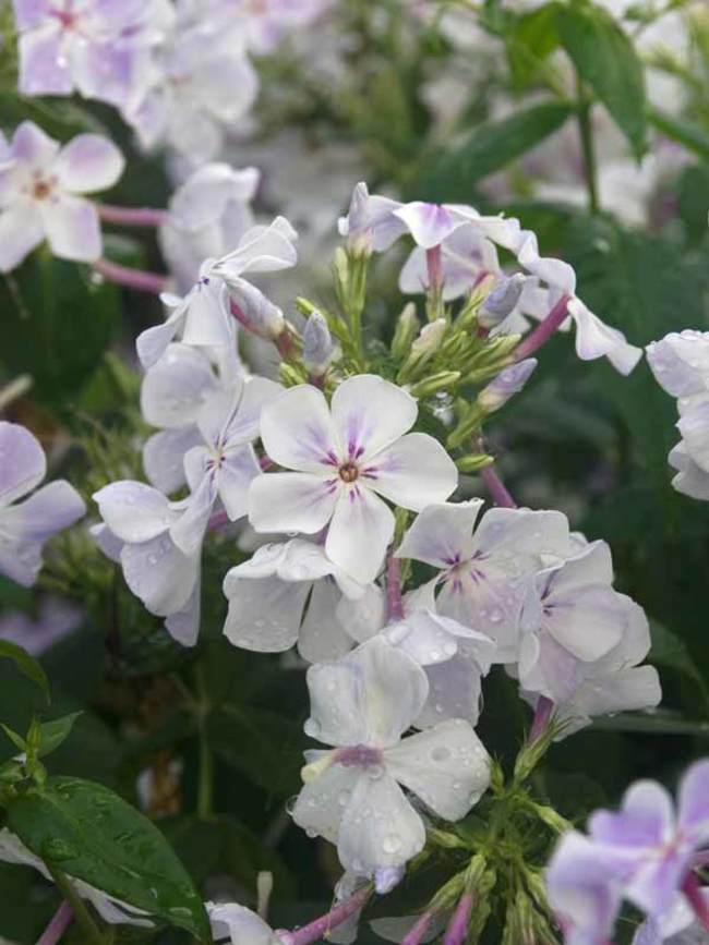 Phlox Flame Blue