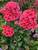 Phlox Flame Coral