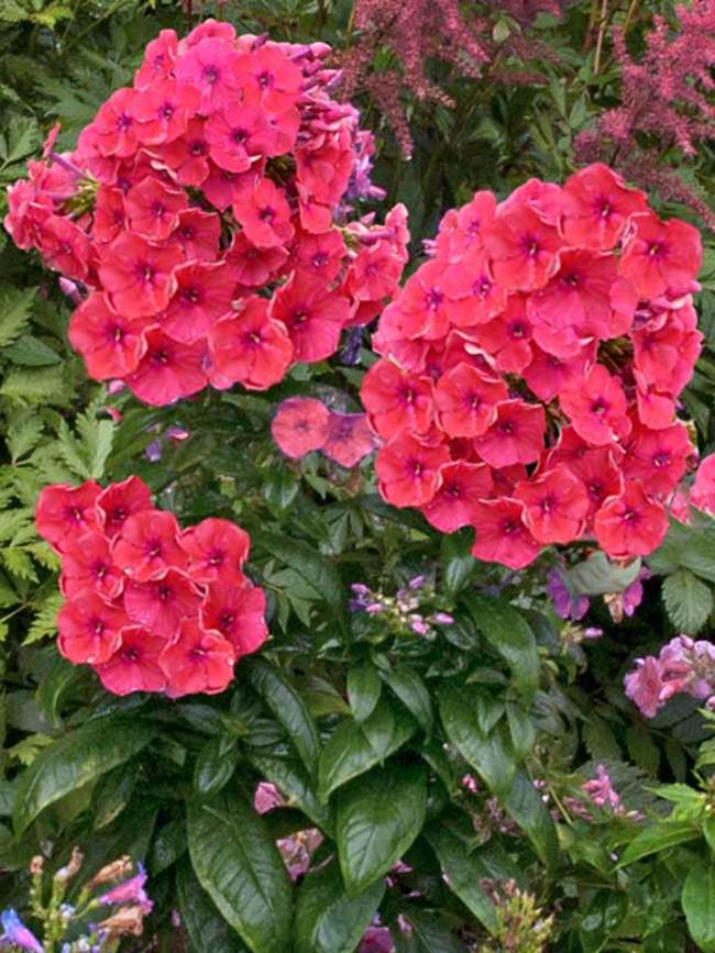 Phlox Flame Coral