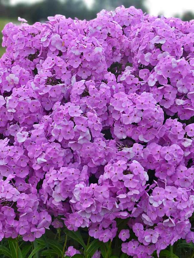 Phlox Fashionably Early Princess