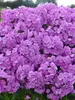 Phlox Fashionably Early Princess