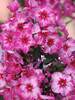 Phlox Fireworks