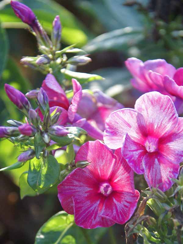 Phlox Fireworks | Bluestone Perennials