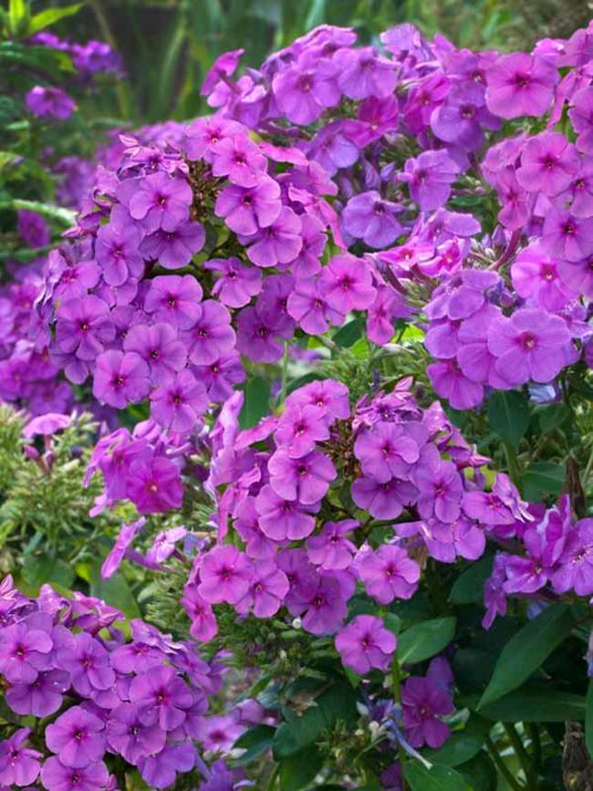 Image of Purple phlox flower