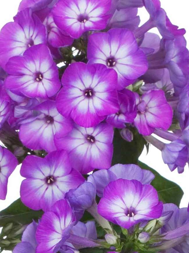 Phlox pan. Flame Purple Eye