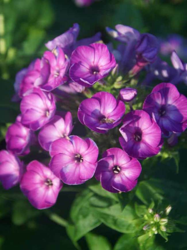 Phlox Flame Purple Eye -- Bluestone Perennials