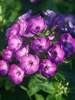 Phlox pan. Flame Purple Eye