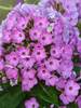 Phlox pan. Flame Purple Eye