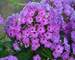 Phlox pan. Flame Purple Eye