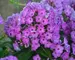 Phlox pan. Flame Purple Eye