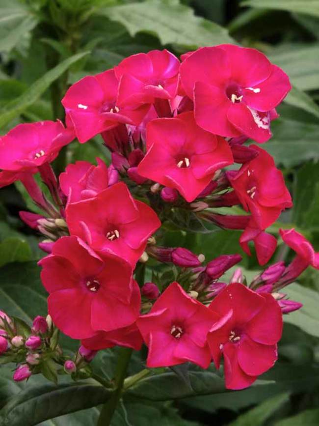 Phlox Flame Red