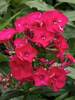 Phlox Flame Red