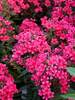 Phlox Flame Red