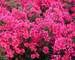 Phlox Flame Red