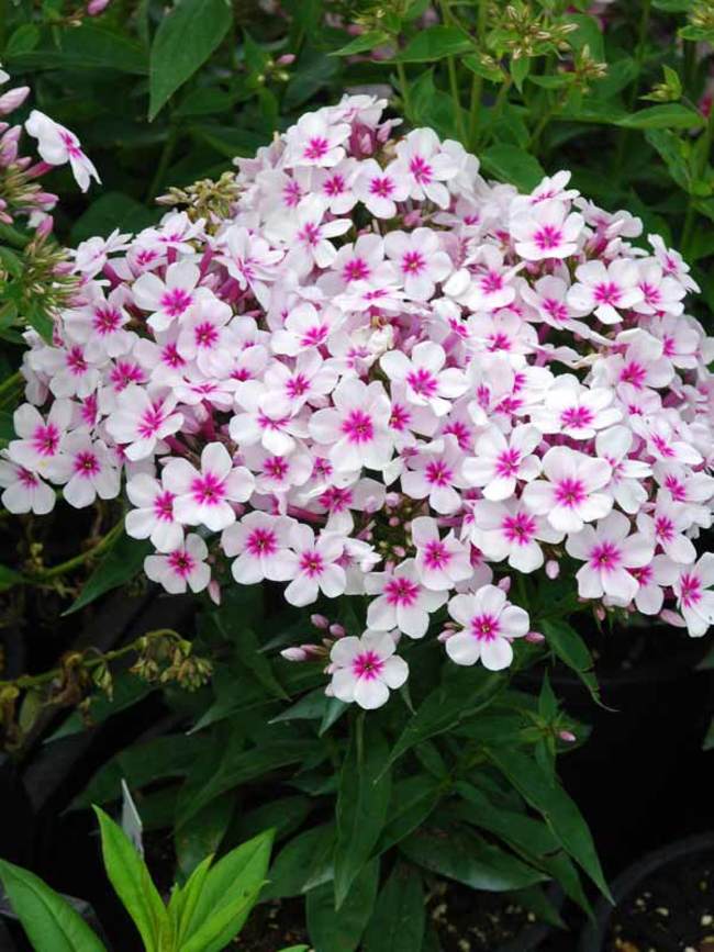 Phlox Flame White Eye