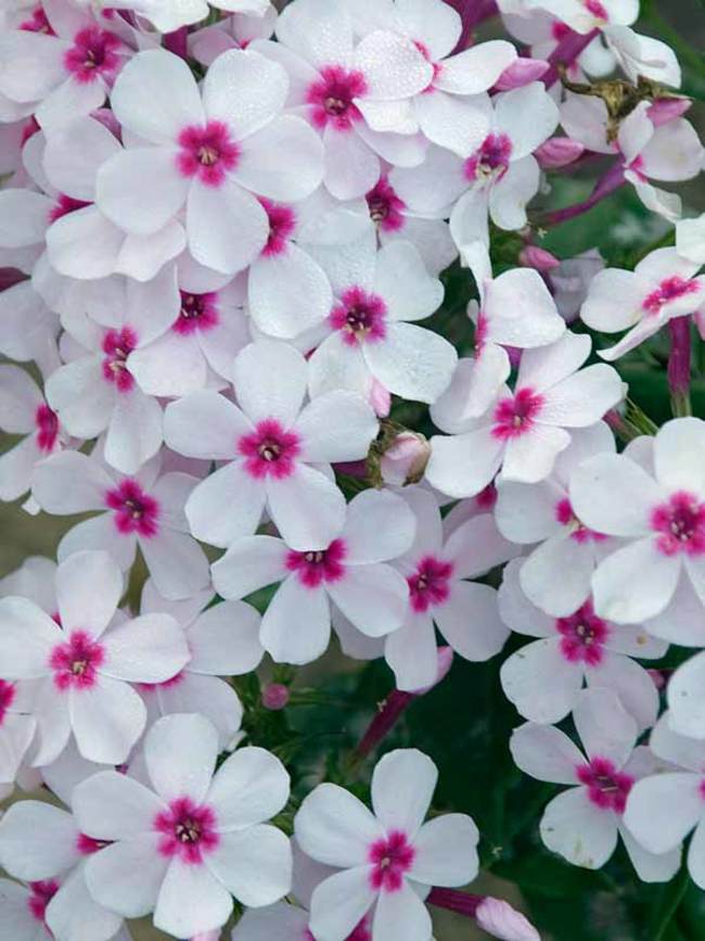 Phlox Flame White Eye -- Bluestone Perennials