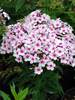 Phlox Flame White Eye