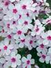 Phlox Flame White Eye