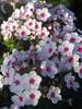 Phlox Flame White Eye