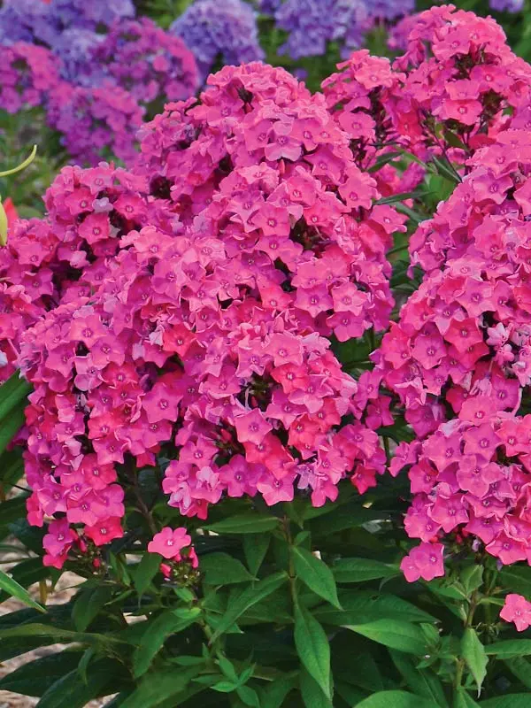 Phlox Glamour Girl