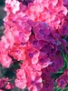 Phlox Glamour Girl