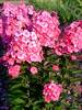 Phlox Glamour Girl