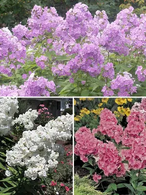 Link to Phlox Garden Collection