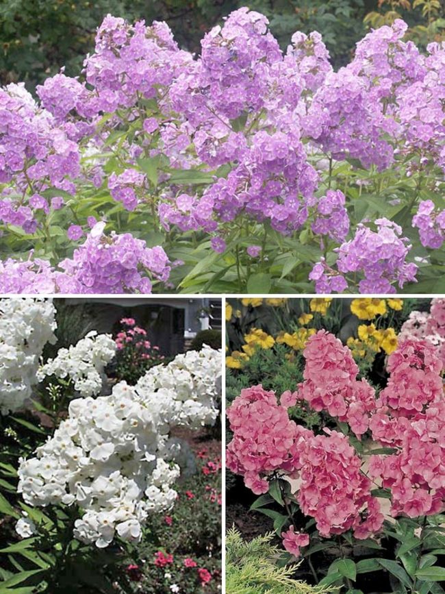 Phlox Garden-Collection