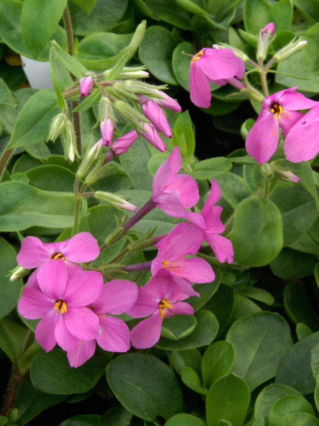 Phlox Home Fires