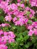 Phlox Home Fires