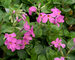 Phlox Home Fires