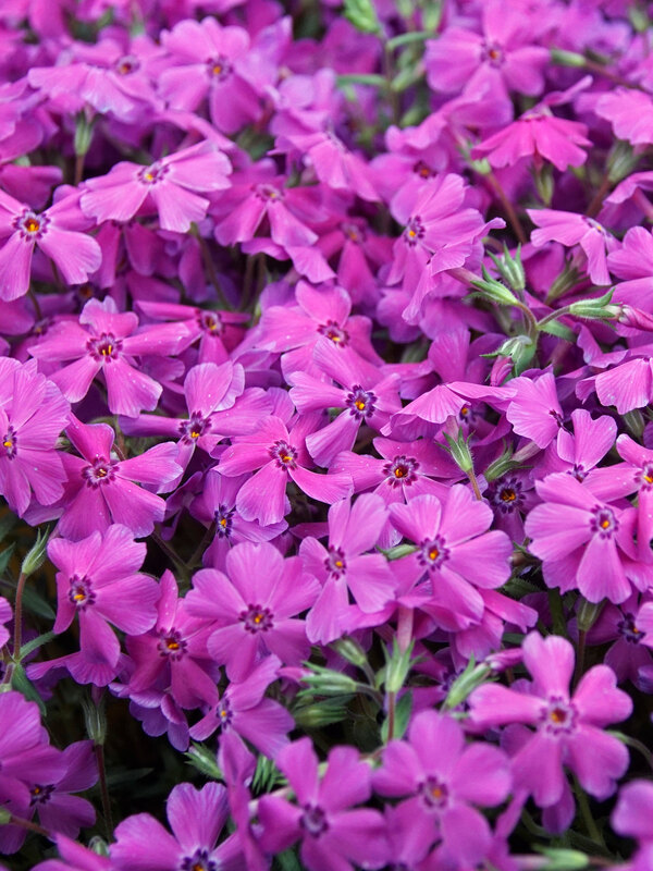 Phlox Spring Hot Pink