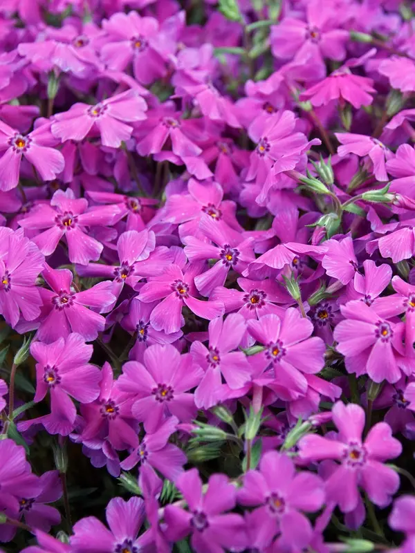 Phlox Spring Hot Pink