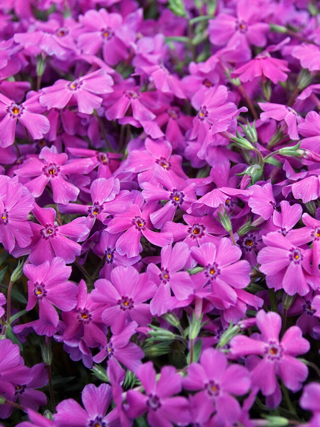 Phlox Spring Hot Pink