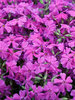 Phlox Spring Hot Pink