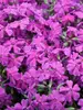 Phlox Spring Hot Pink