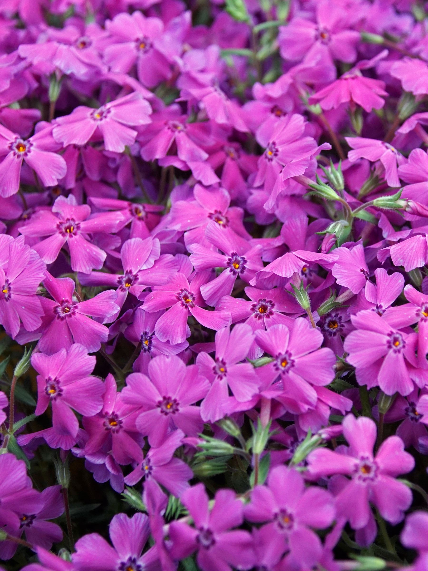Phlox Spring Hot Pink | Bluestone Perennials