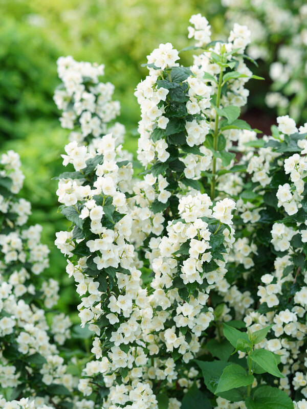 Philadelphus Illuminati Tower